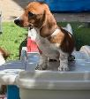 Chiot Teckel - Photo 3