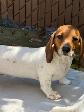 Chiot Teckel - Photo 4
