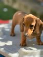Chiot Teckel - Photo 5