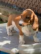 Chiot Teckel - Photo 6