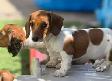 Chiot Teckel - Photo 7