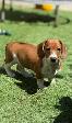 Chiot Teckel - Photo 8