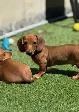 Chiot Teckel - Photo 9