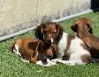 Chiot Teckel - Photo 10