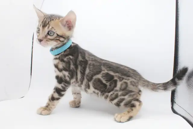 TICA Registered Male Bengal Kitten
