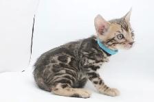 TICA Registered Male Bengal Kitten - Photo 2