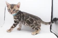 TICA Registered Male Bengal Kitten - Photo 3