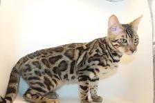 TICA Registered Male Bengal Kitten - Photo 4