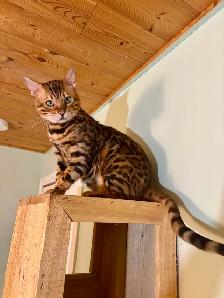 TICA Registered Male Bengal Kitten - Photo 5