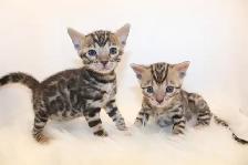 TICA Registered Male Bengal Kitten - Photo 6