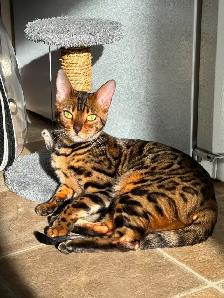 TICA Registered Male Bengal Kitten - Photo 7
