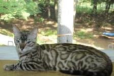 TICA Registered Male Bengal Kitten - Photo 9