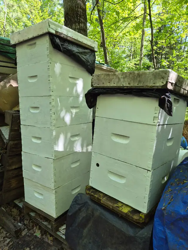 Beekeeping Equipment FOR SALE – Hives, Boxes, Trailer, RTV
