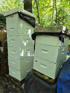 Beekeeping Equipment FOR SALE – Hives, Boxes, Trailer, RTV