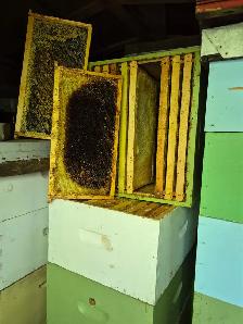 Beekeeping Equipment FOR SALE – Hives, Boxes, Trailer, RTV - Photo 4