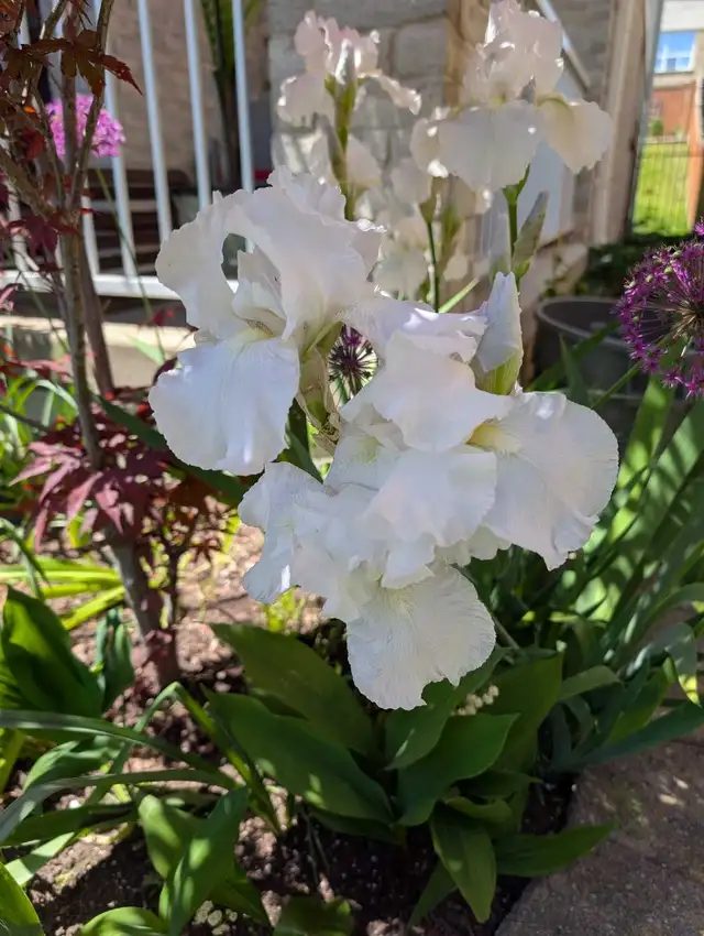 Snow White Iris