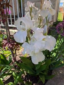 Snow White Iris