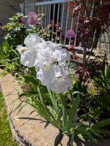 Snow White Iris - Photo 2