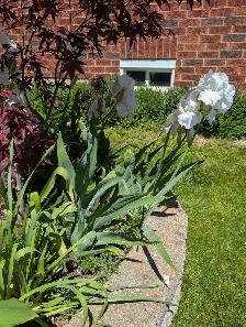 Snow White Iris - Photo 3