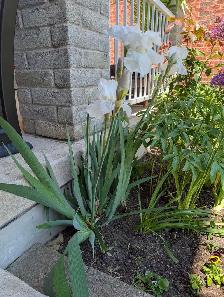 Snow White Iris - Photo 4