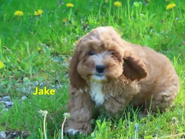 Cockapoo