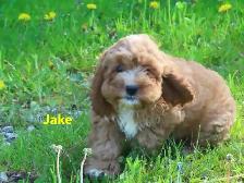 Cockapoo