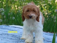 Cockapoo - Photo 2