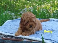 Cockapoo - Photo 3