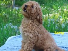 Cockapoo - Photo 4