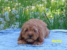 Cockapoo - Photo 5