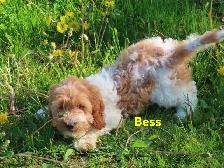 Cockapoo - Photo 6