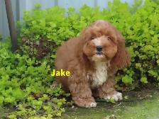 Cockapoo - Photo 7