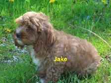 Cockapoo - Photo 8
