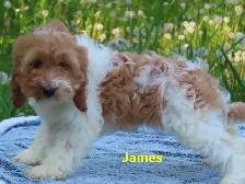 Cockapoo - Photo 9