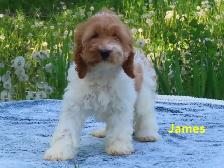 Cockapoo - Photo 10