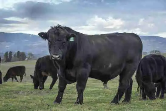 Black Angus Steer for sale