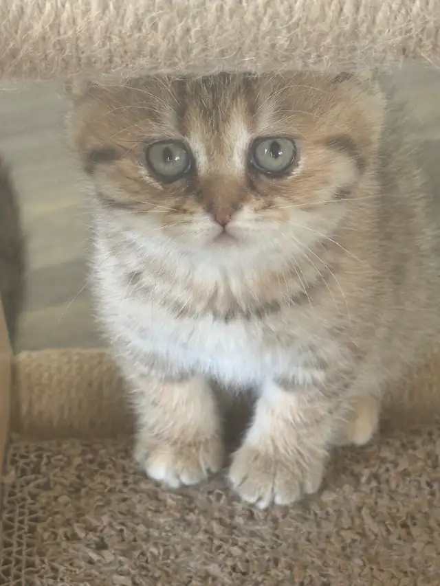 BRITISH SHORTHAIR KITTENS