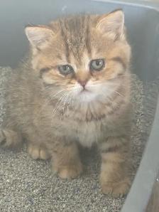 BRITISH SHORTHAIR KITTENS - Photo 2