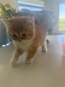 BRITISH SHORTHAIR KITTENS - Photo 3