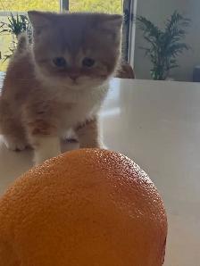 BRITISH SHORTHAIR KITTENS - Photo 4