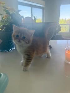 BRITISH SHORTHAIR KITTENS - Photo 5