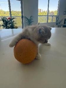 BRITISH SHORTHAIR KITTENS - Photo 6