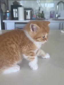 BRITISH SHORTHAIR KITTENS - Photo 7