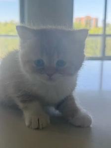 BRITISH SHORTHAIR KITTENS - Photo 8