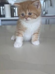 BRITISH SHORTHAIR KITTENS - Photo 9