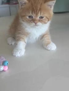 BRITISH SHORTHAIR KITTENS - Photo 10