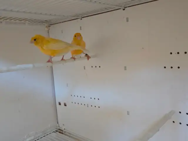 Pair Of Canaries