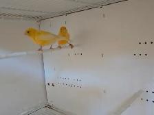 Pair Of Canaries