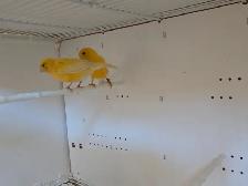 Pair Of Canaries - Photo 2