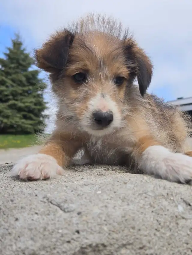 Sheltiepoo puppies